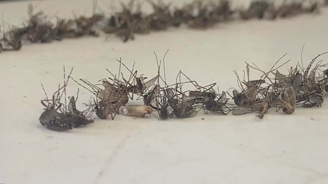 One week without new malaria cases in Sarasota